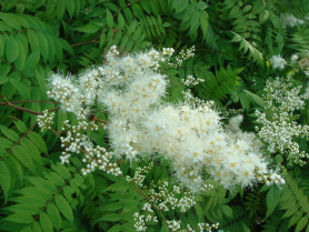 Рябинник рябинолистный (100/120, c5/7,5) ЦС./19