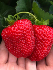 Земляника садовая Дарселект (ранн. десертн.) Р9 П.