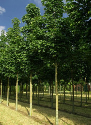 Клен остролистный (150/180, С5/7,5) ЦС