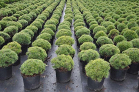 Сосна горная Мопс (35/40, с10) (ulin./18)