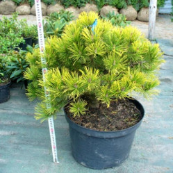 Сосна горная Винтер Голд (20/30, с5)