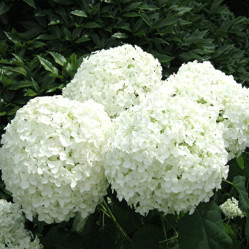 Гортензия древовидная Аннабель (80/100, с15)