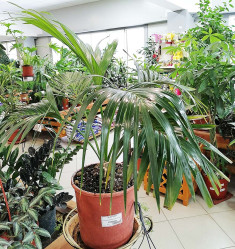 Ховея Форстериана (D-19,H-80) 7цв.