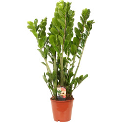 Замиокулкас (D-27,Н-100) 7цв.