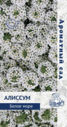 Алиссум Белое море (ароматный сад) однол. 0,3гр. (Поиск)