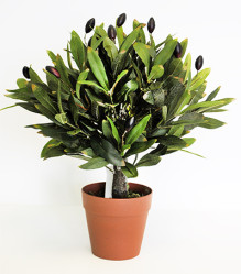 Олива в кашпо (CH10602783)
