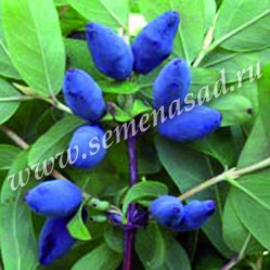 Жимолость съедоб. Волхова (средний, голубовато-синий) Поиск