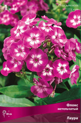 Флокс метельч. Лаура (1шт./уп.) (Солн.сад)