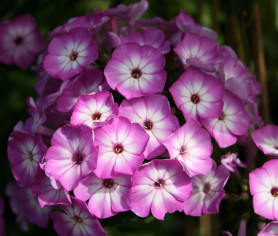 Флокс метельч. Пёпл Айз (1шт./уп.) (Солн.сад)