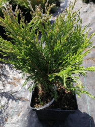 Можжевельник горизонтальный Андорра Компакт (30/40, с2)