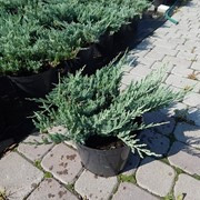 Можжевельник горизонтальный Блю Чип (40/50, c12)