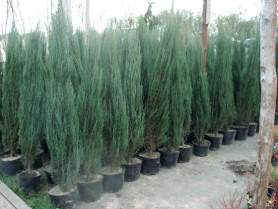 Можжевельник скальный Блю Арроу (80/100, c10)