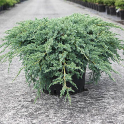 Можжевельник чешуйчатый Блю Карпет (50/70, c5)