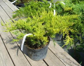 Можжевельник пфитзериана Олд Голд (40/60, с7,5)
