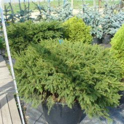 Ель обыкновенная Нидиформис (30/40, c7,5)