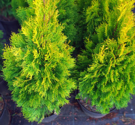 Туя западная Смарагд (60/80, с5)