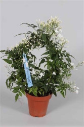 Жасмин многоцветковый (D-12)