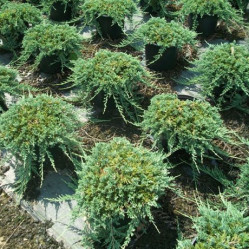 Можжевельник горизонтальный Вилтони (20/30, c3) (szm/20)