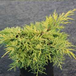 Можжевельник пфитзериана Кинг оф Спринг (30/40, с3)