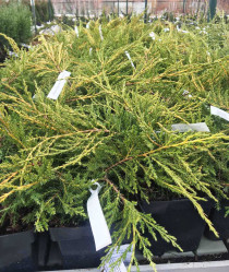 Можжевельник пфитзериана Пфитзериана Ауреа (30/40, с2/3)