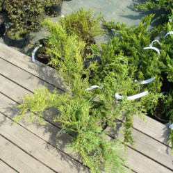 Можжевельник пфитзериана Пфитзериана Ауреа (100/125, B)