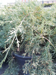 Можжевельник пфитзериана Пфитзериана Глаука (60/80, с10)