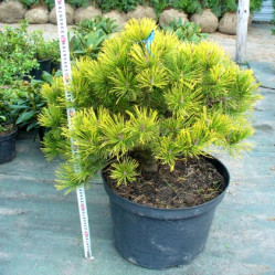 Сосна горная Винтер Голд (40/60, с10)