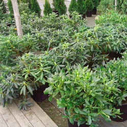 Рододендрон Розеум Элеганс (очень зимост.) (30/40, с5) (pl/s.)