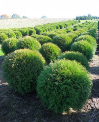 Туя западная Глобоза (40/60, c5)