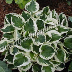 Хоста Форчуна Патриот (V2л) П.