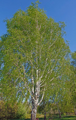 Берёза пушистая (250/300, 6/8, c40)