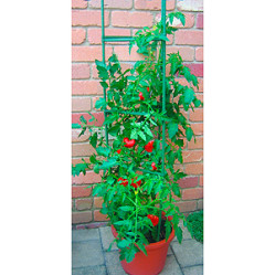 Опора Green Apple для томатов 1,8м GTC-6