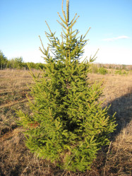 Ель обыкновенная (300/350, WRB) ЦС