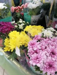 Хризантема махровая Микс (D-12) 7цв.