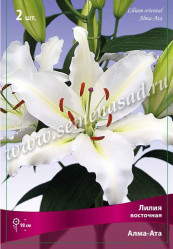 Лилия Алма-Ата (восточ) 14/16 (2шт./уп.) (Солн.сад)