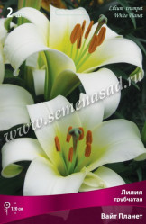 Лилия Вайт Планет (трубч.) 14/16 (2шт./уп.) (Солн.сад)