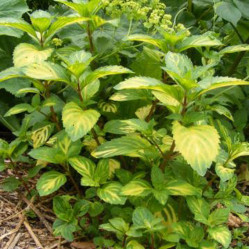 Мята Garden Mint (P9)