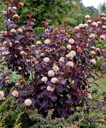 Пузыреплодник калинолистный Ред Барон (30/50, с3/5) ЦС/20