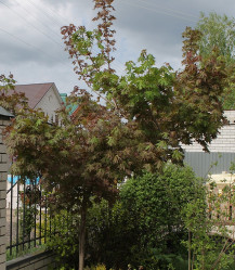 Клен остролистный Шарль Жоли (Ра100/120, с20)