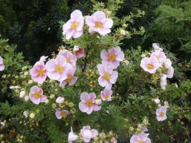 Лапчатка кустарниковая Пинк Квин (25/30, с3) ЦС