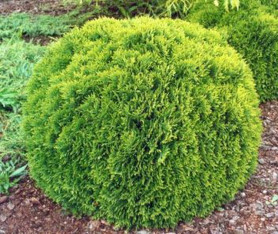 Туя западная Даника (20/30, с5)