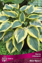 Хоста гибр. Фёст Фрост (1шт./уп.) (Солн.сад)