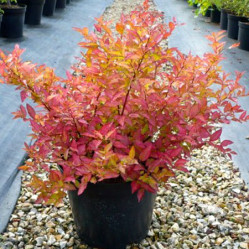 Спирея японская Файрлайт (30/40, с2/3) ЦС/20