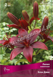 Лилия Блэк Джек (азиат., темно-красн, 14/16 2шт./уп.) (Солн.сад)