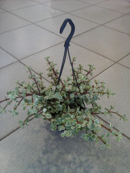 Крассула Вариегата подвесная (D-15) 7цв.