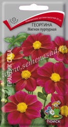 Георгина Мигнон Пурпурная однол. 0,2гр. (Поиск)