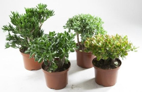 Крассула микс 8/20