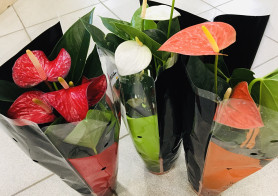 Антуриум Андрианум Микс (D-12)