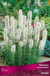 Лиатрис колосковый Альба (бел.) (1шт./уп.) (Солн.сад)