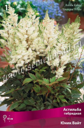 Астильба гибр. Юник Вайт (бел.) (1шт./уп.) (Солн.сад)